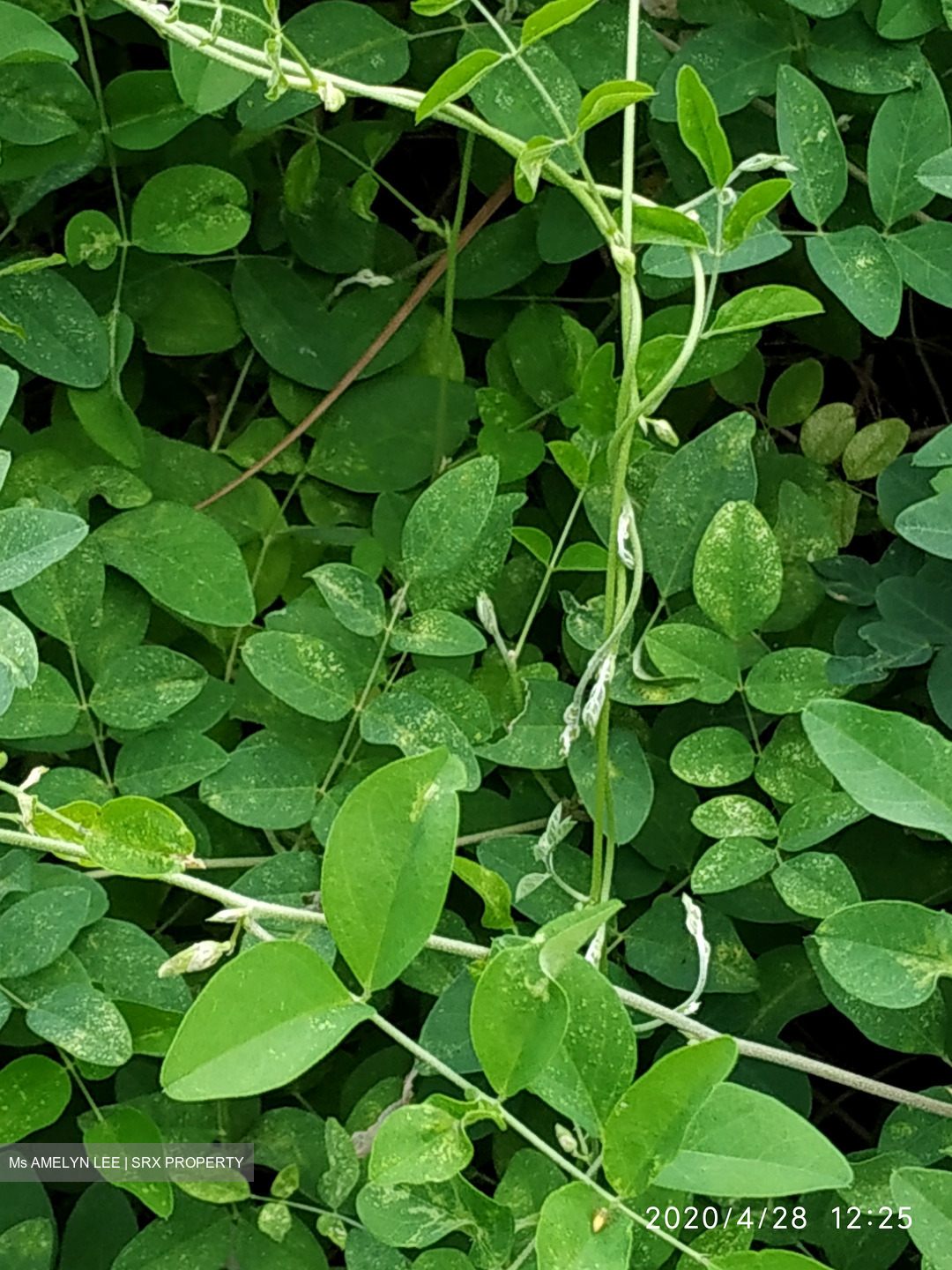 Blk 273 Pasir Ris Street 21 (Pasir Ris), HDB 5 Rooms #503123631